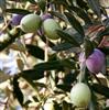 Olive Oil